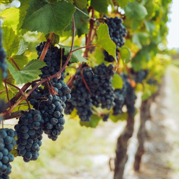 bunches of grapes hanging from vines