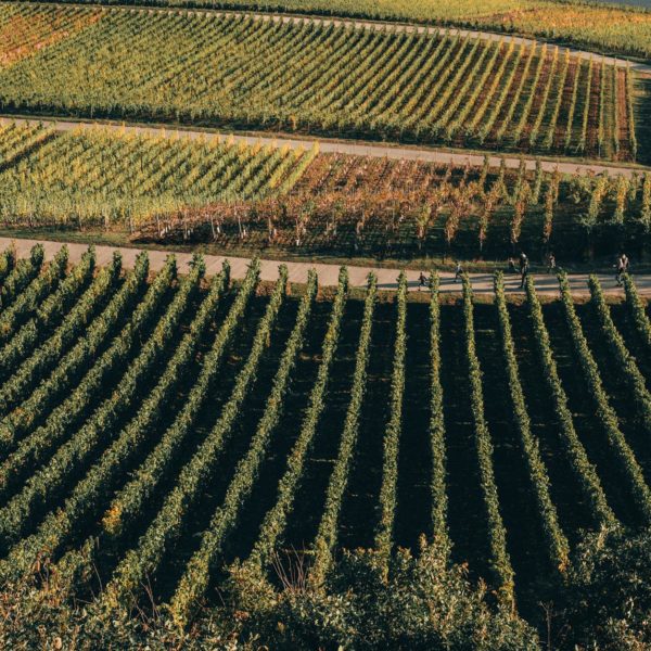 aerial photography of a wide farm field